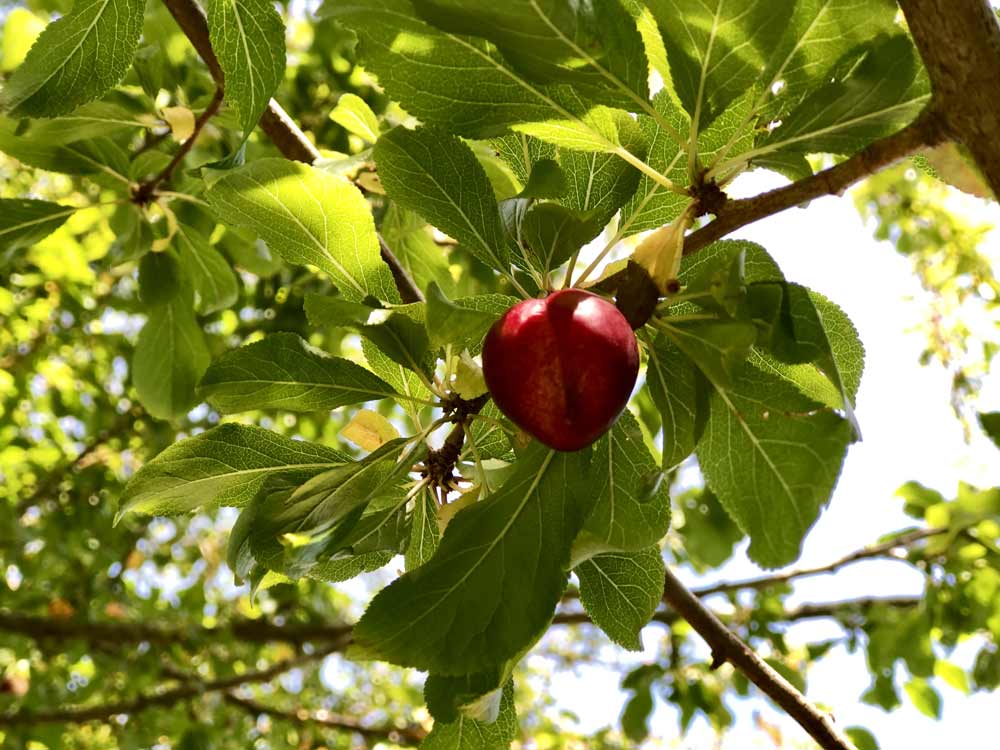 Wild plum on tree