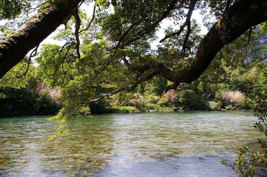 Tree on river Cisnes